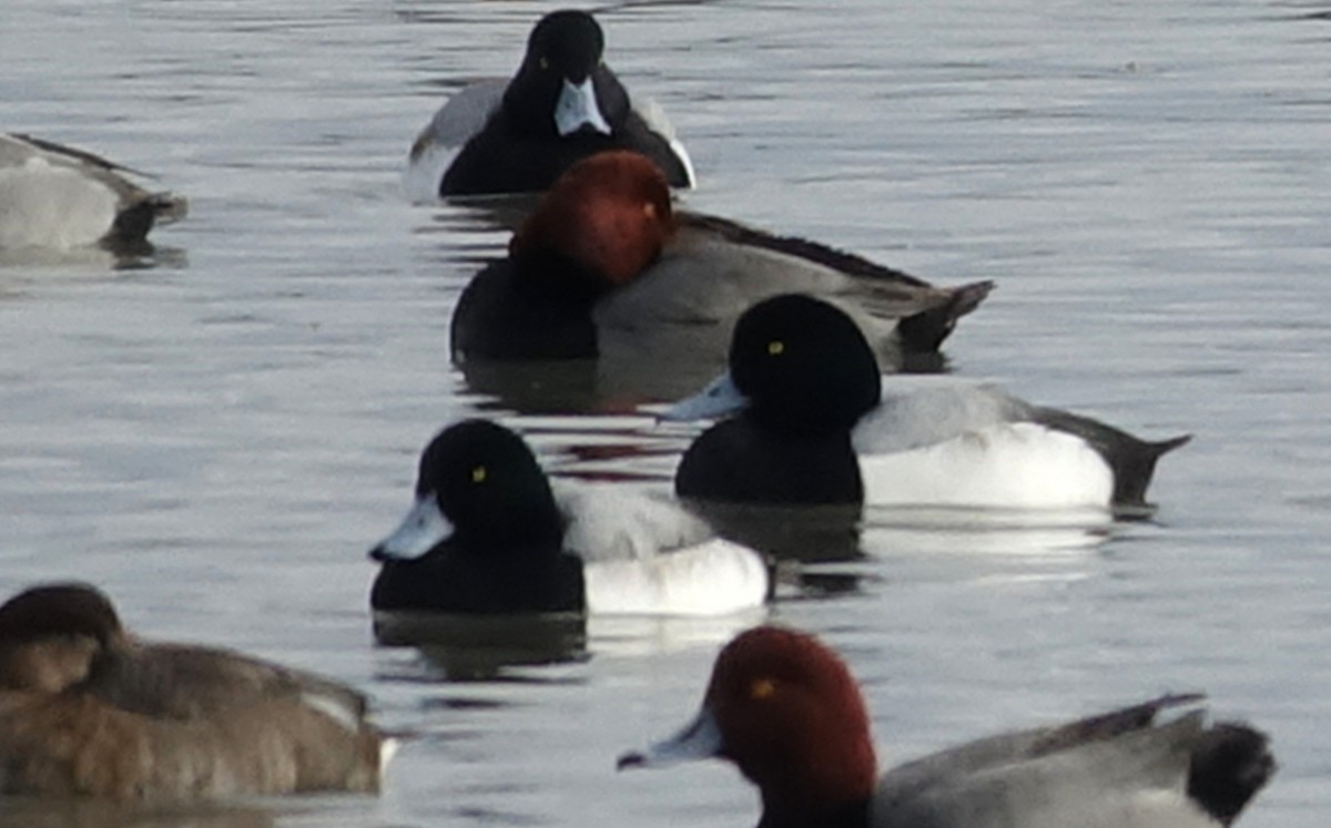 Greater Scaup - ML522898801