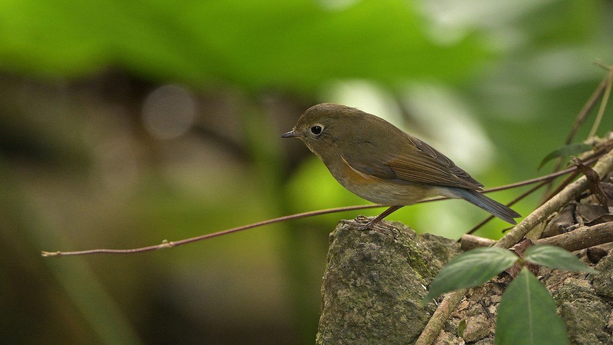 Red-flanked Bluetail - ML522900001