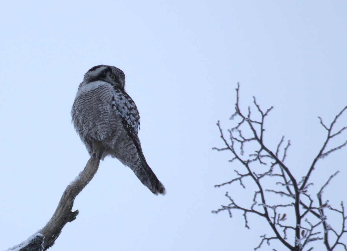 Northern Hawk Owl - ML522900181