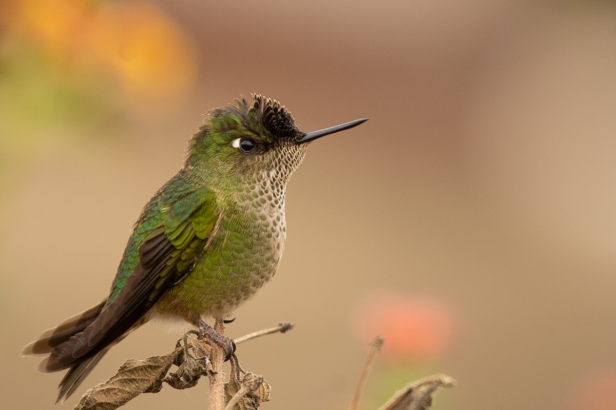 Green-backed Firecrown - ML522900611