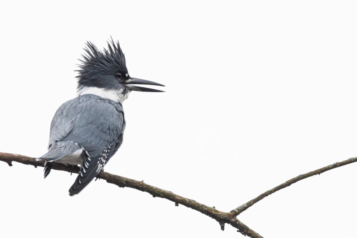 Belted Kingfisher - ML522903221
