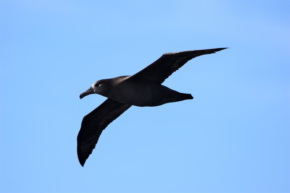 Albatros à pieds noirs - ML52290581