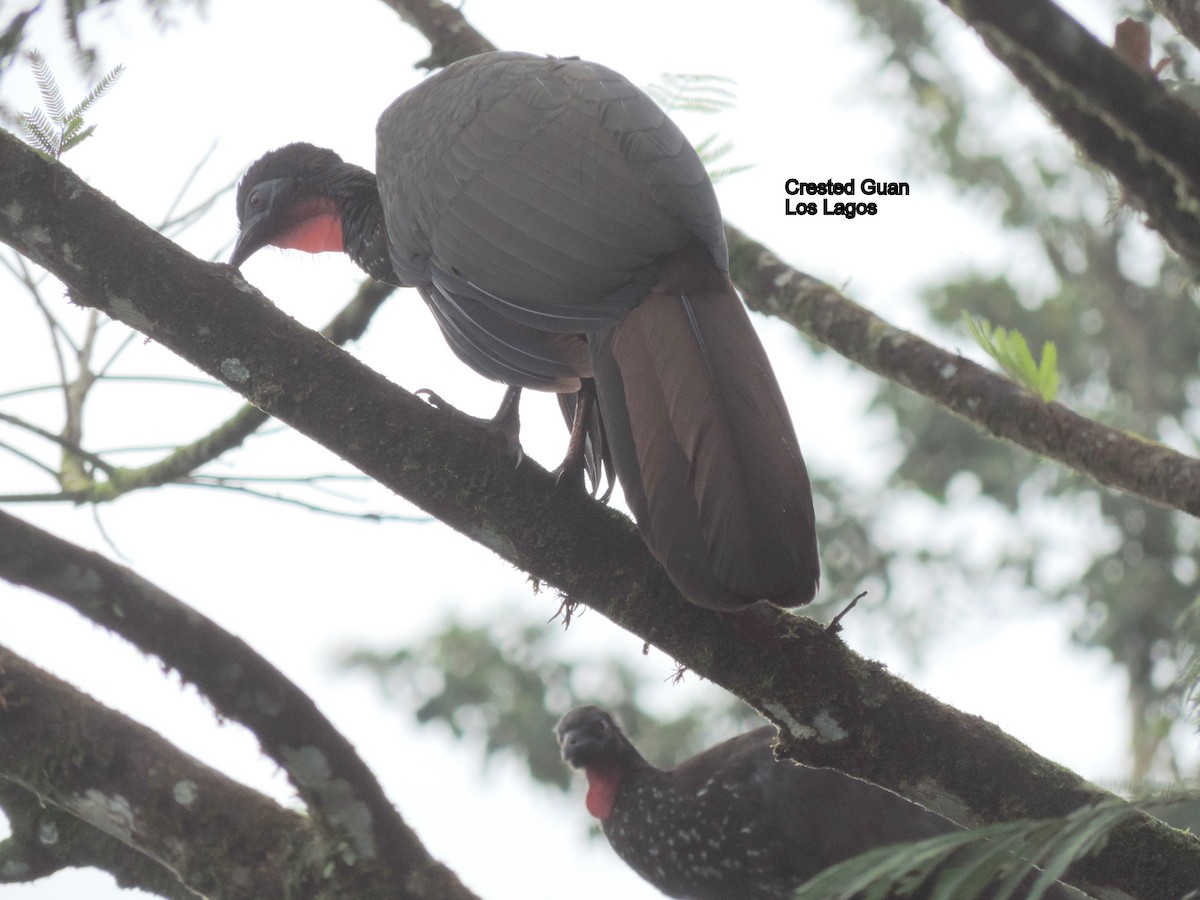 Crested Guan - ML52290591
