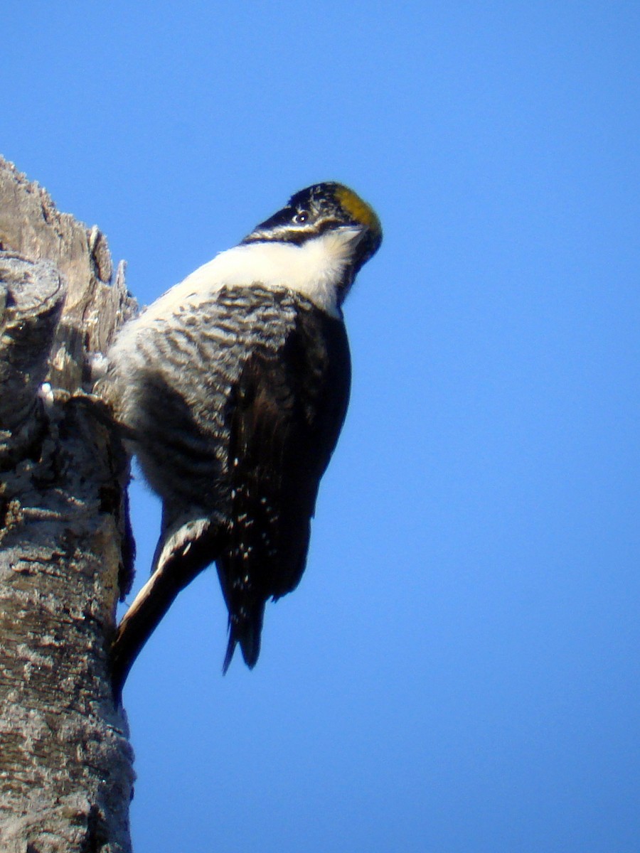 American Three-toed Woodpecker - ML52290821