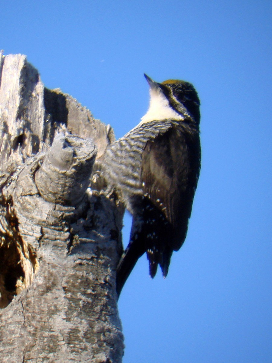 American Three-toed Woodpecker - ML52290871