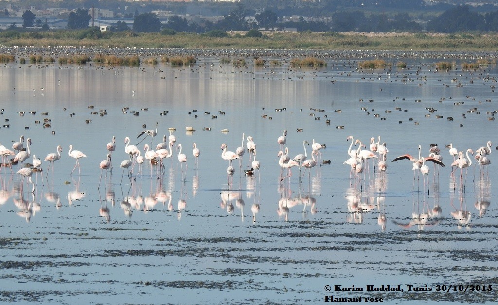 Greater Flamingo - Karim Haddad