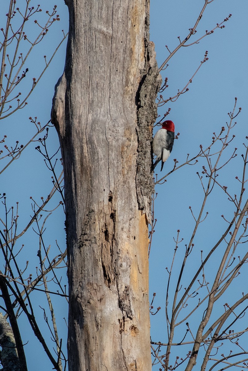Red-headed Woodpecker - ML522914721