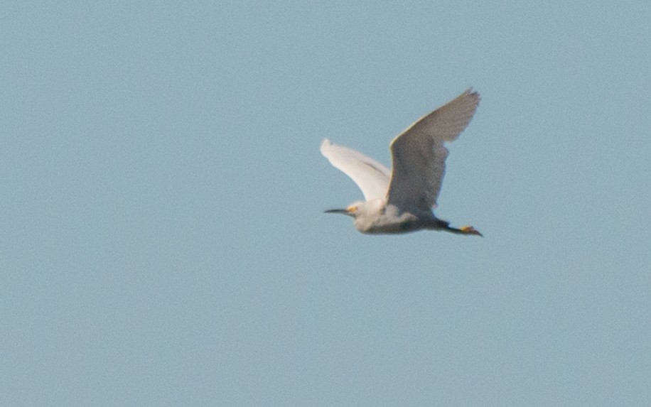 Little Blue Heron x Snowy Egret (hybrid) - ML522916111