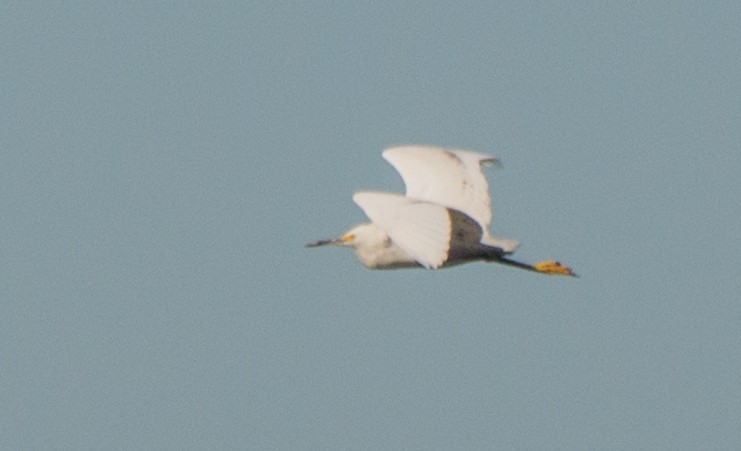 Little Blue Heron x Snowy Egret (hybrid) - ML522916121