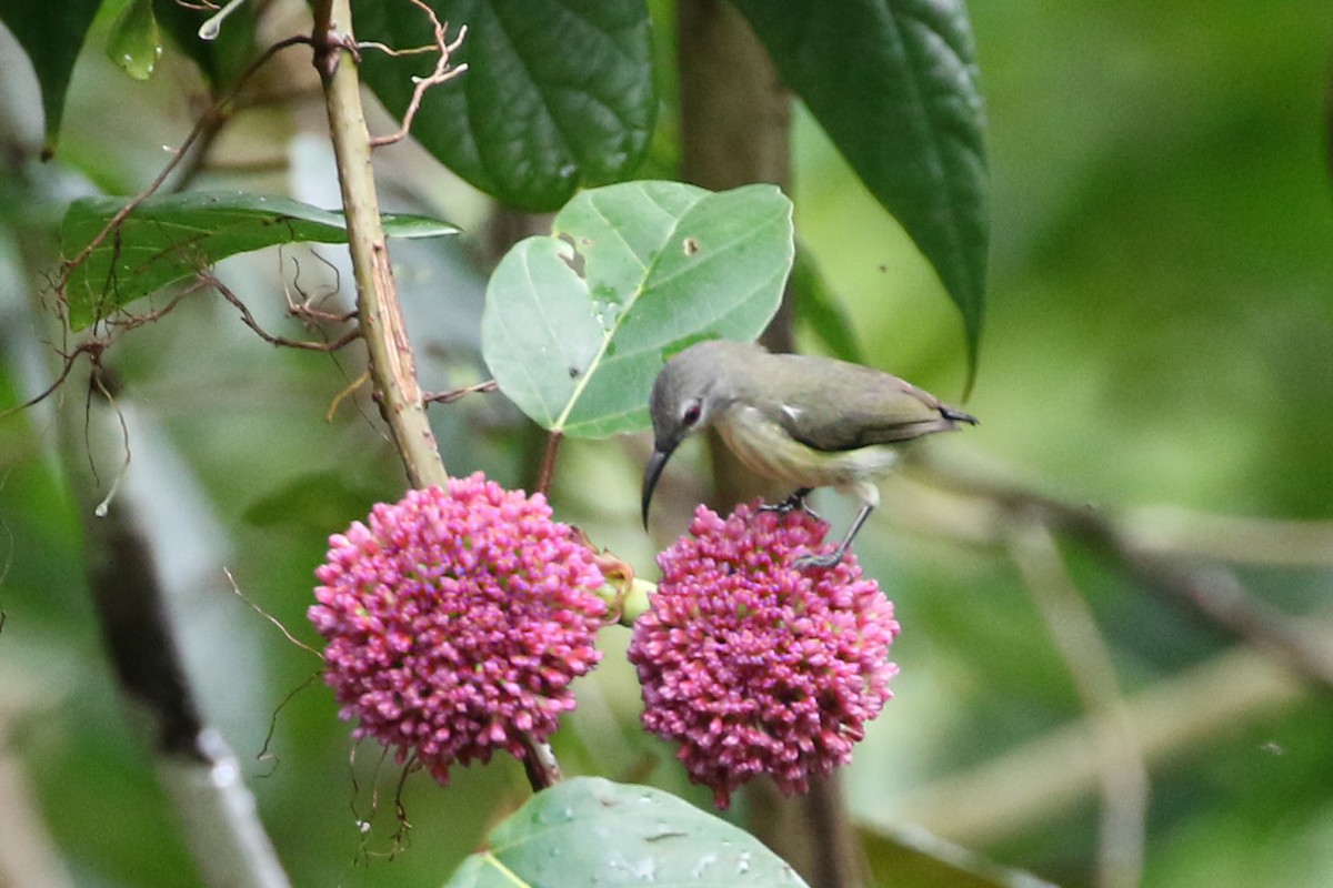 Metallic-winged Sunbird (Bohol) - Charley Hesse TROPICAL BIRDING