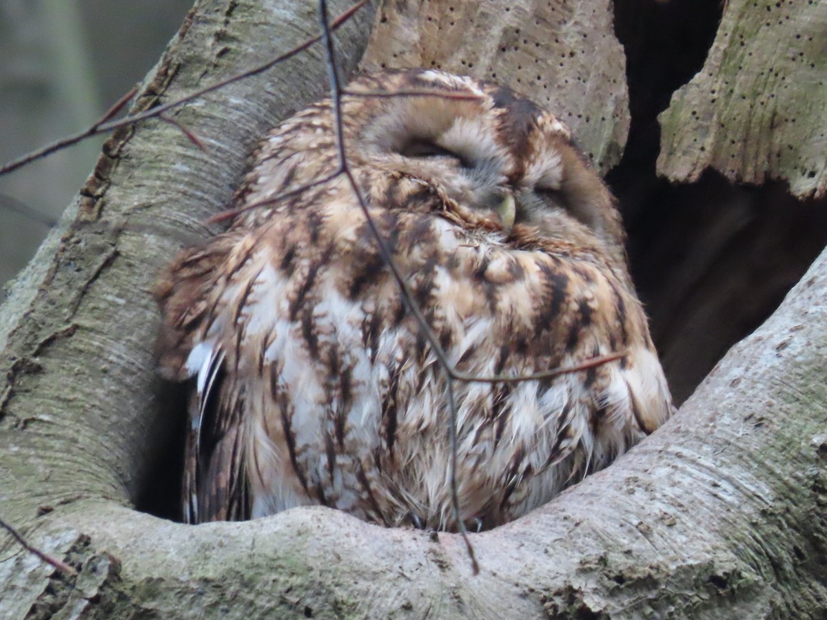 Tawny Owl - ML522918681
