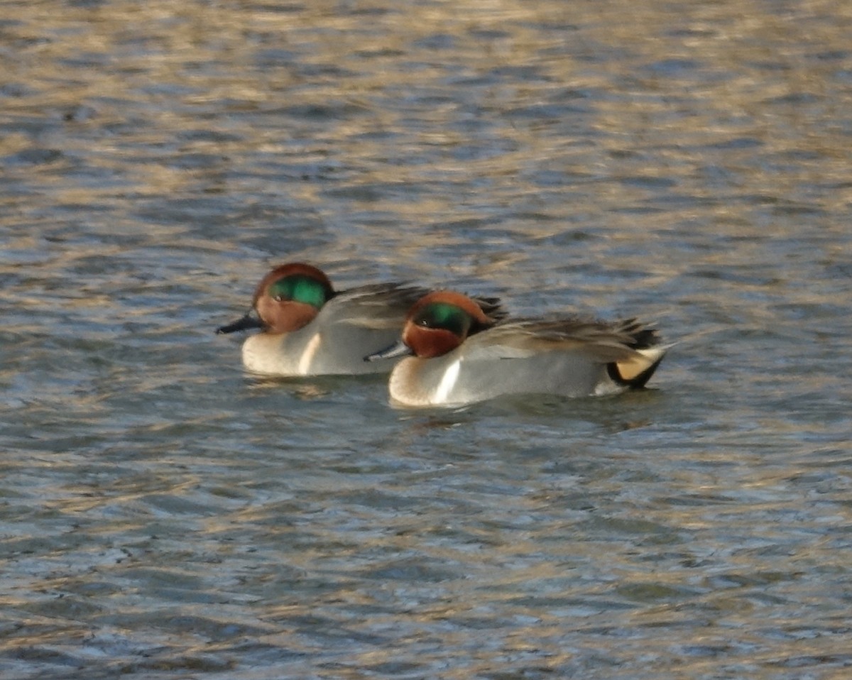 Green-winged Teal - ML522925961