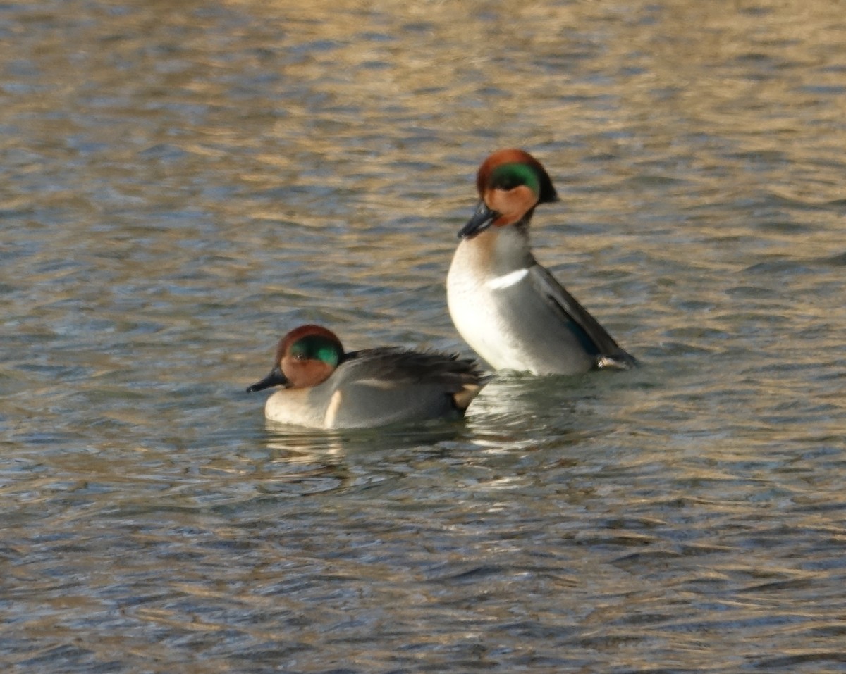 Green-winged Teal - ML522925971