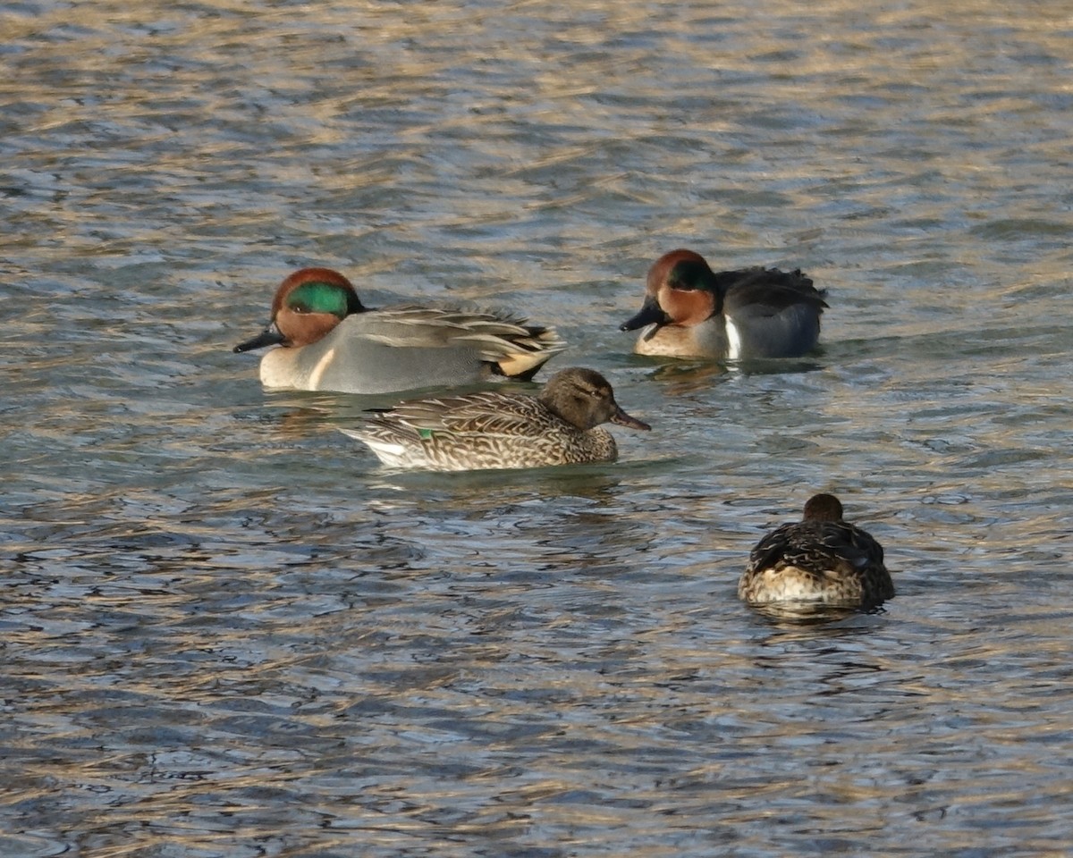 Green-winged Teal - ML522925981
