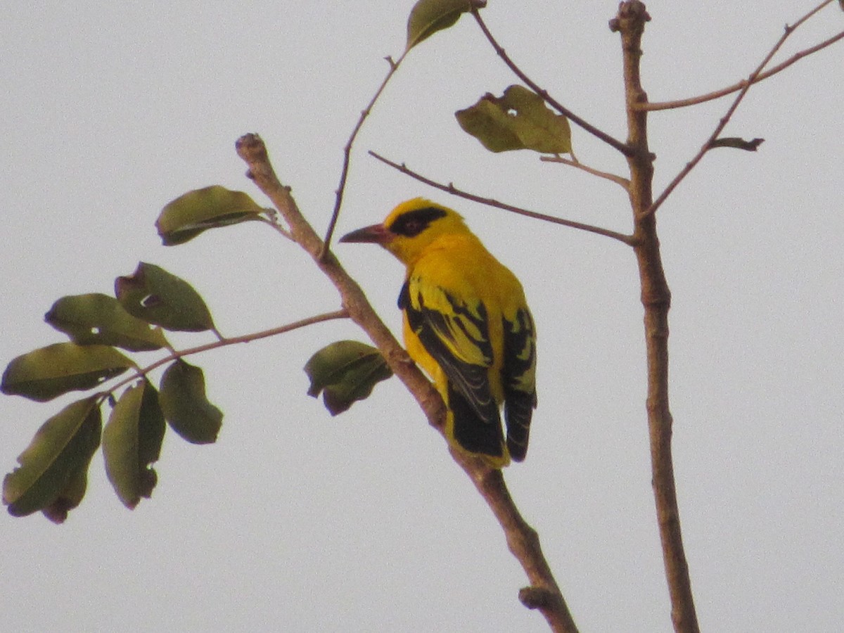 African Golden Oriole - Mike Ball