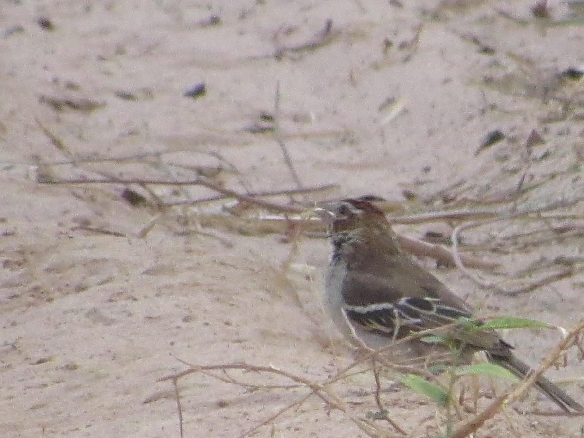 Chestnut-crowned Sparrow-Weaver - ML522929151