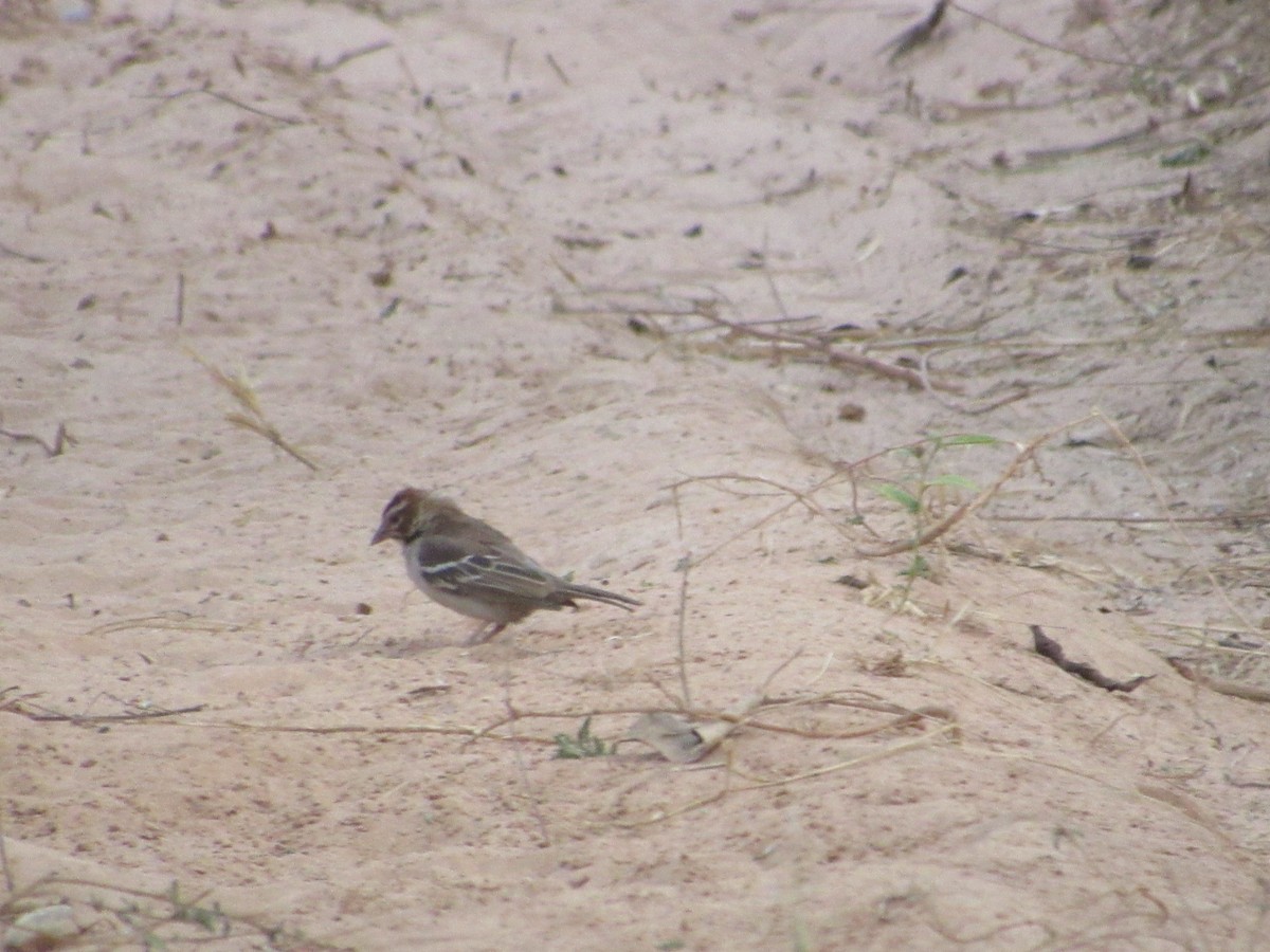 Chestnut-crowned Sparrow-Weaver - ML522929161