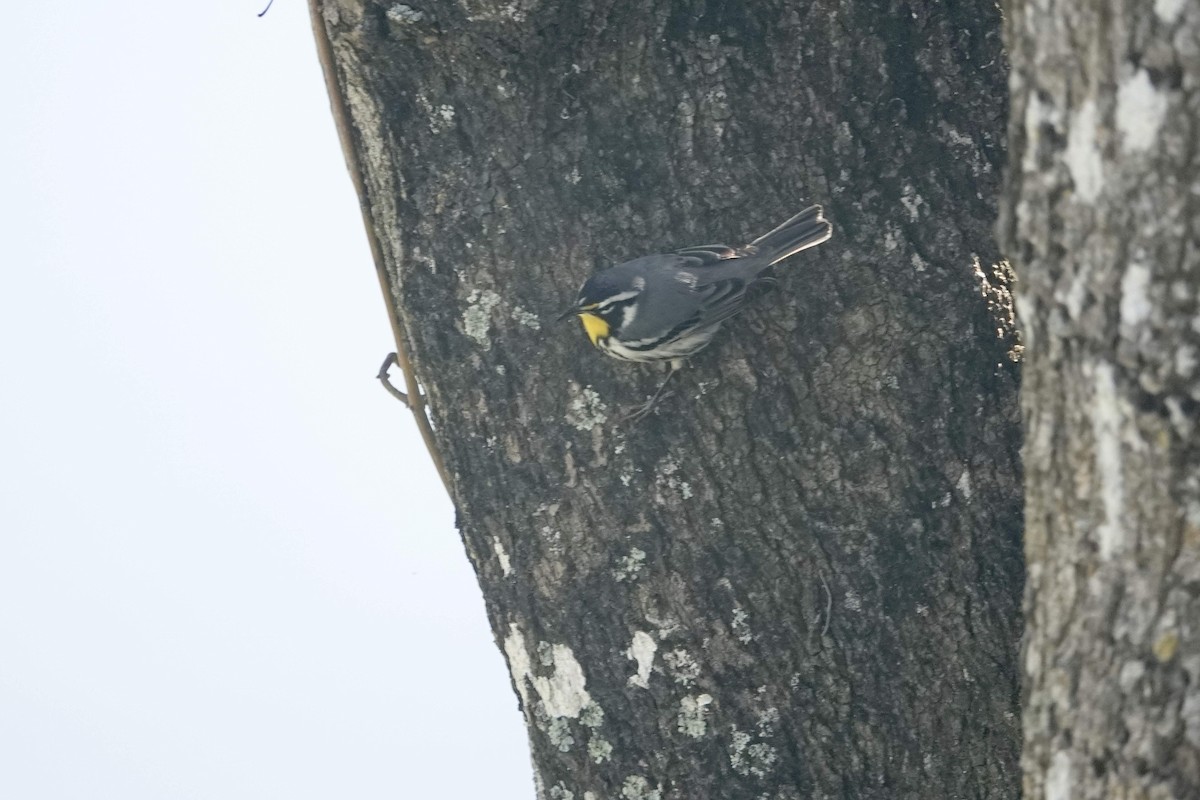Yellow-throated Warbler - ML522933531