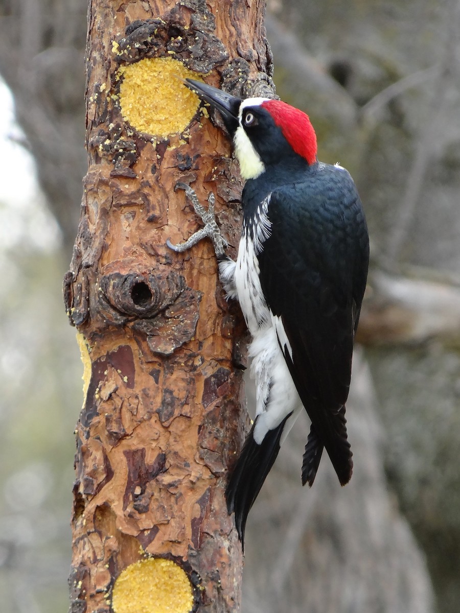 Acorn Woodpecker - ML52293511