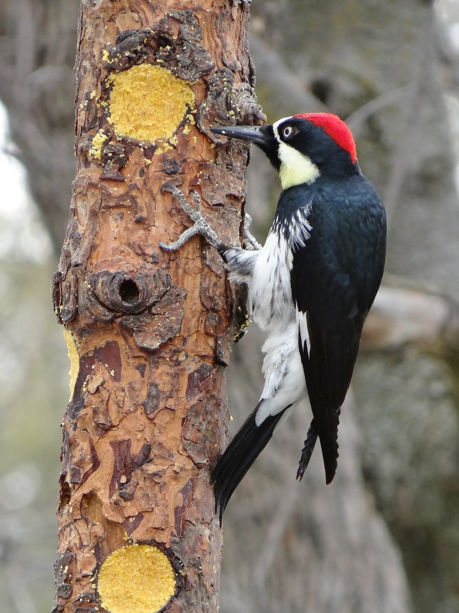 Acorn Woodpecker - ML52293551
