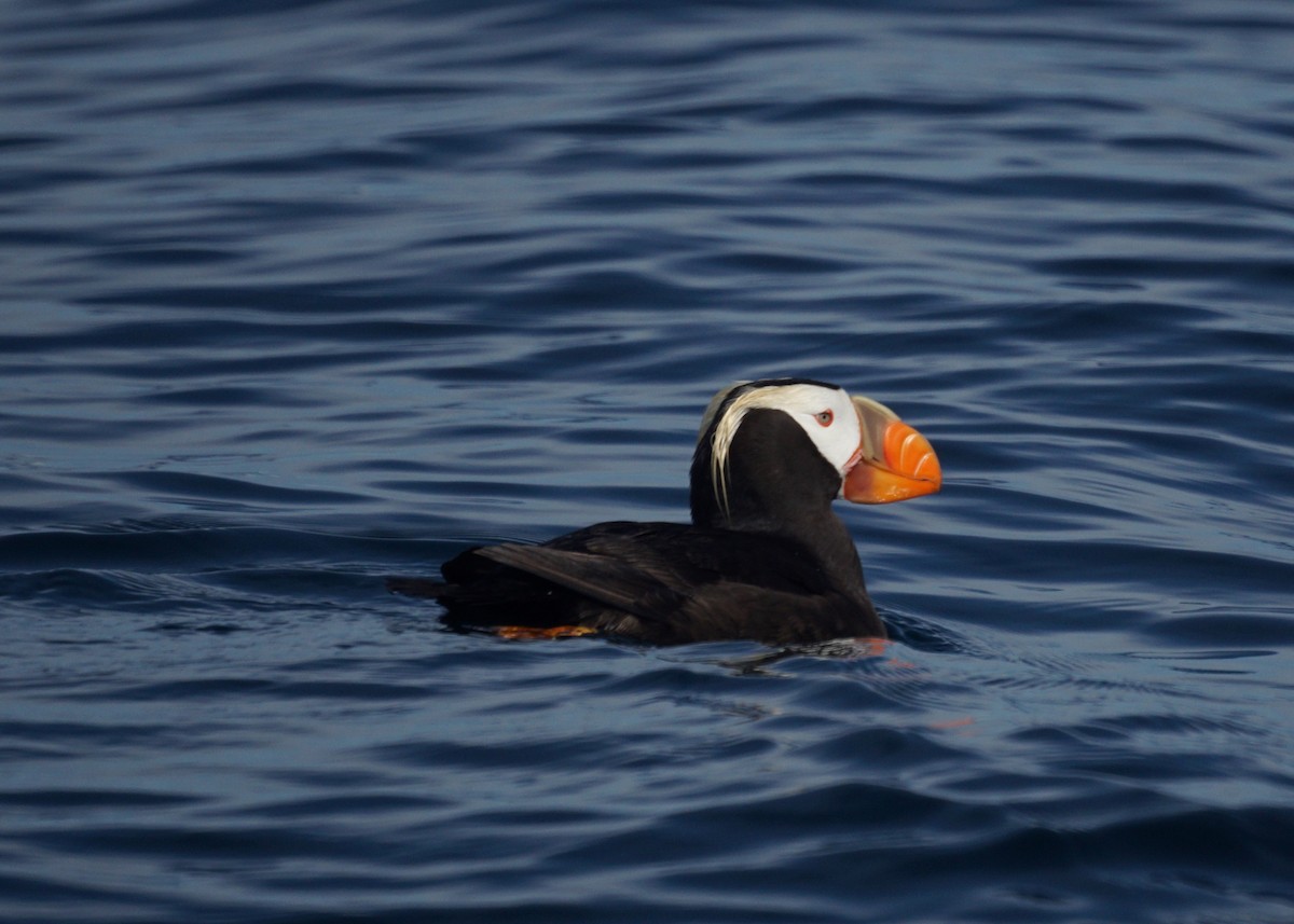 Tufted Puffin - ML522936571