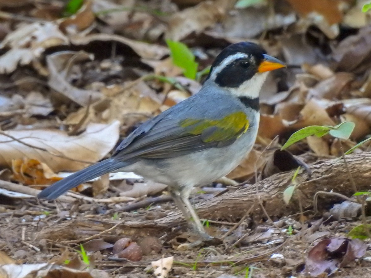 Saffron-billed Sparrow (Gray-backed) - ML522937761