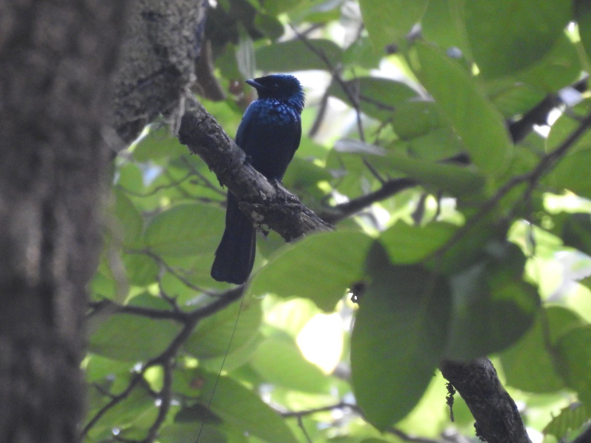 Lesser Racket-tailed Drongo - ML522942431