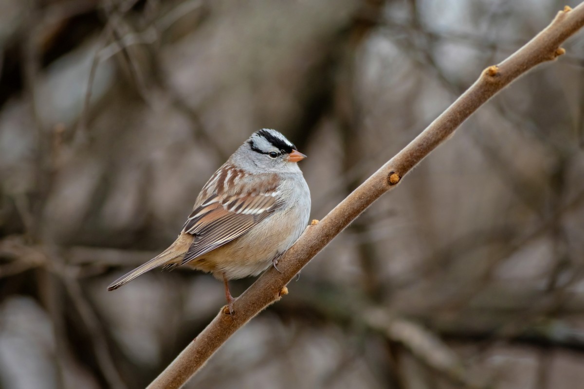 White-crowned Sparrow - Maxwell Giffen