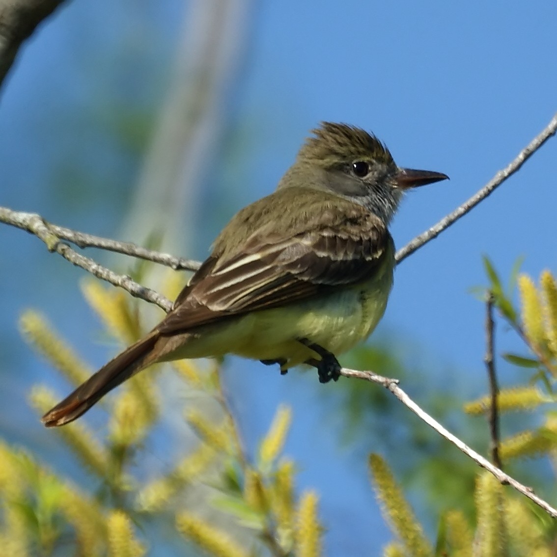 Great Crested Flycatcher - ML522948151