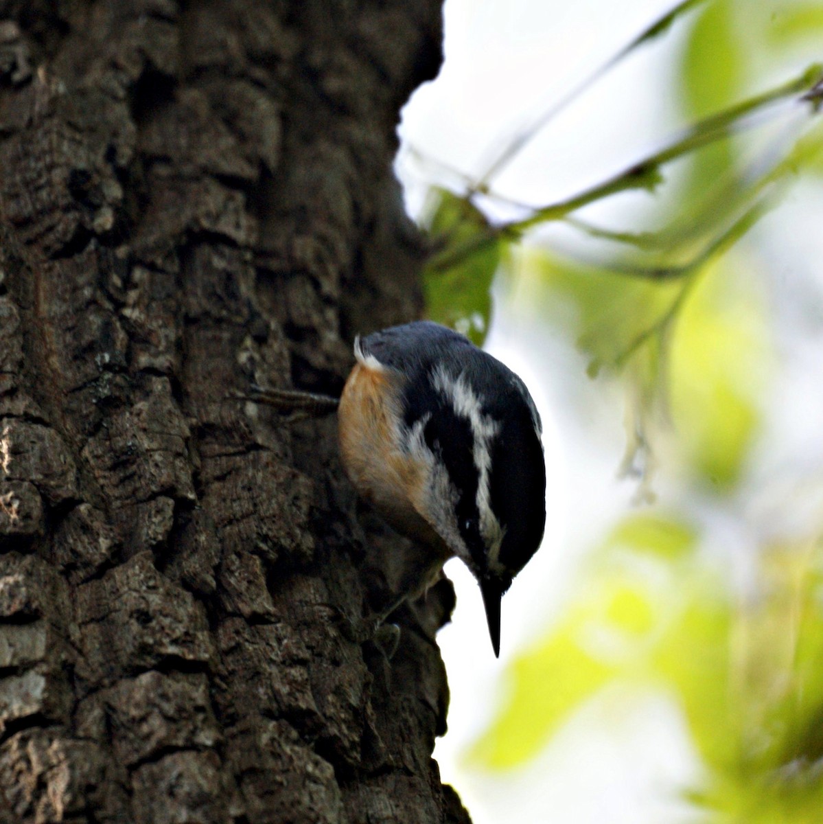 Red-breasted Nuthatch - ML522948221