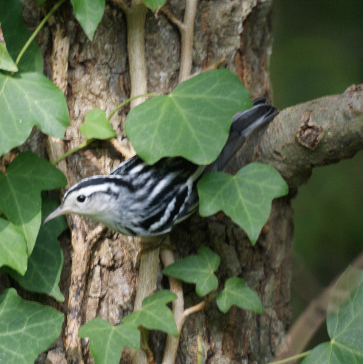 Black-and-white Warbler - ML522948911