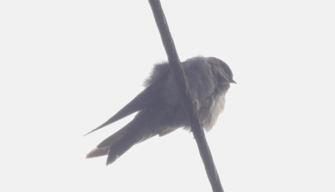 Brown-bellied Swallow - Josep del Hoyo