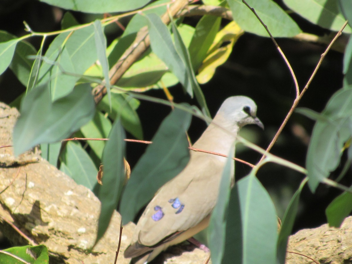 Blue-spotted Wood-Dove - ML522958621
