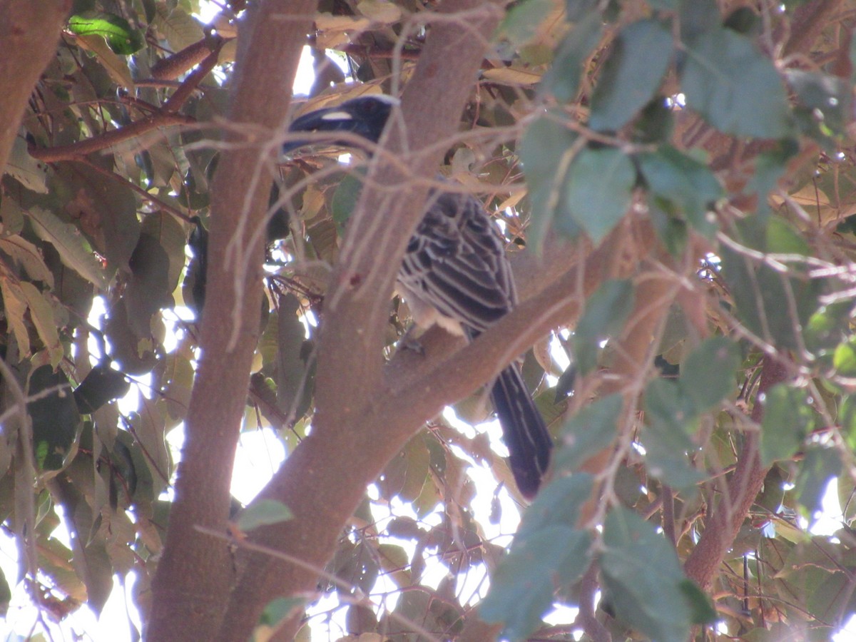 African Gray Hornbill - ML522958781