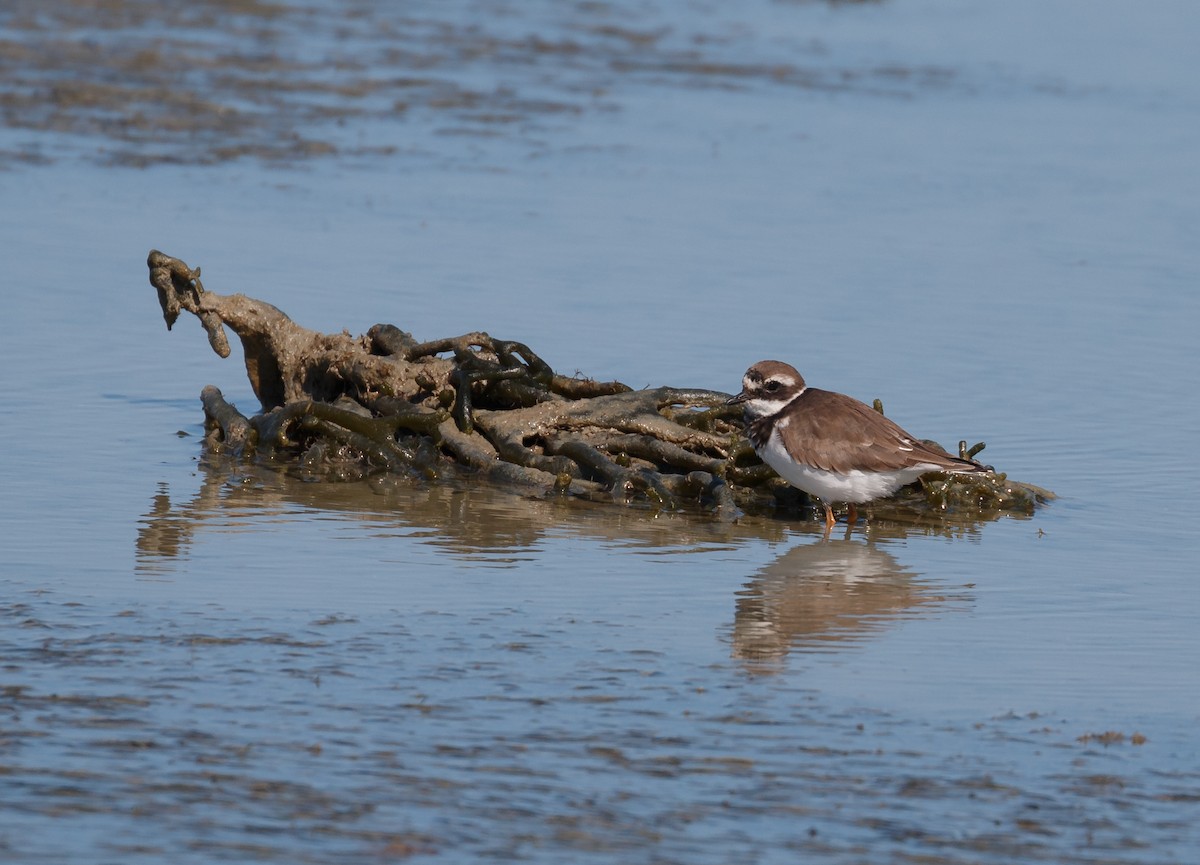 Common Ringed Plover - ML52296291