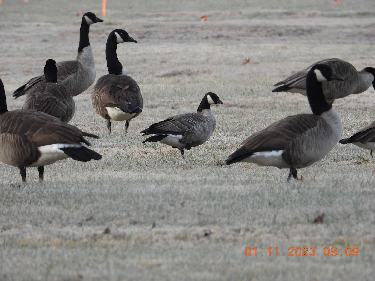 Ebird Checklist Jan Bull Run Regional Park Species