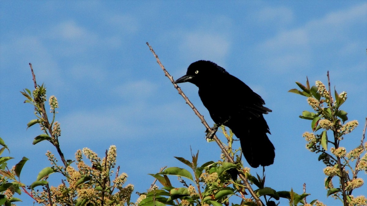 Boat-tailed Grackle - ML522967911
