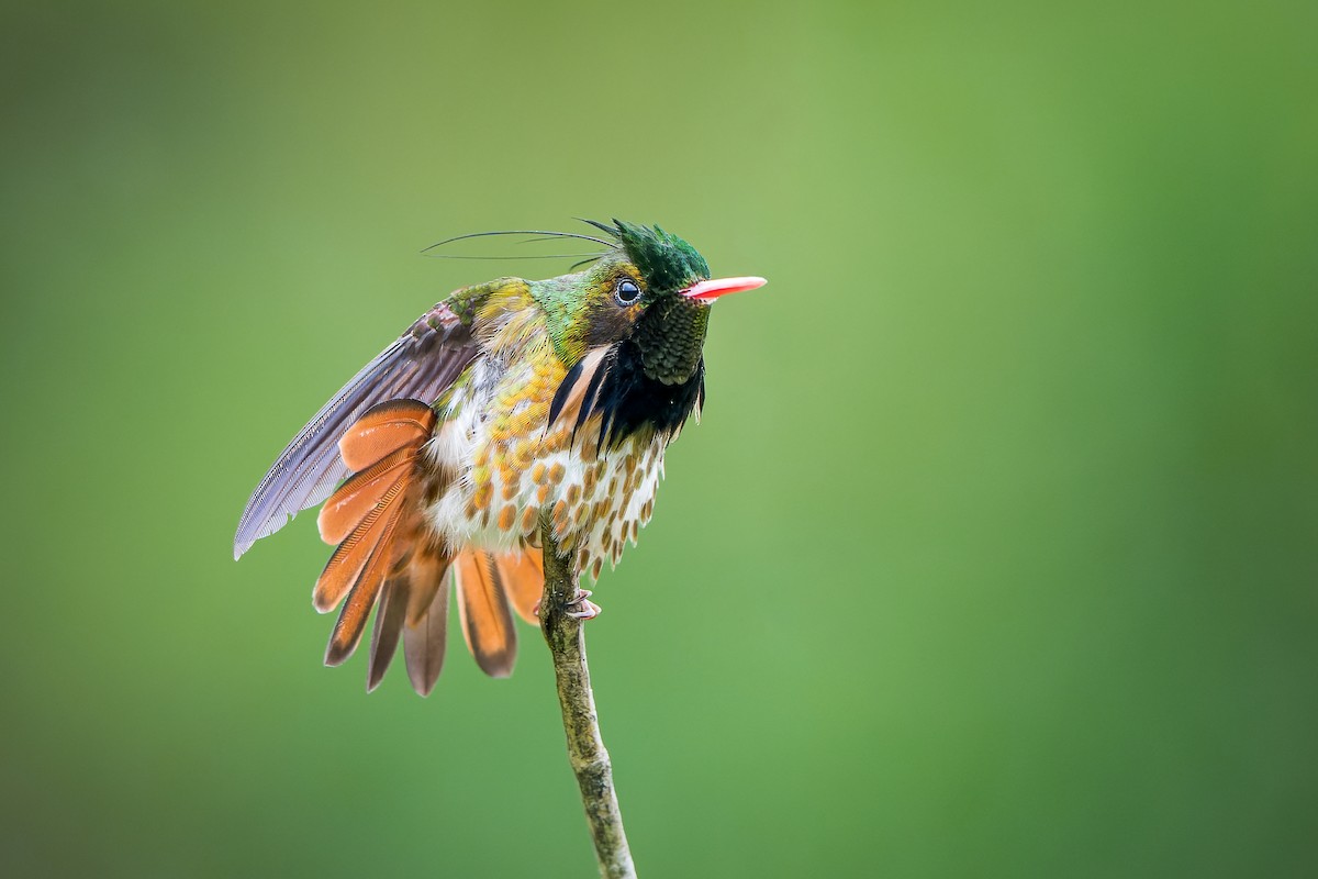 Black-crested Coquette - Tyler Wenzel