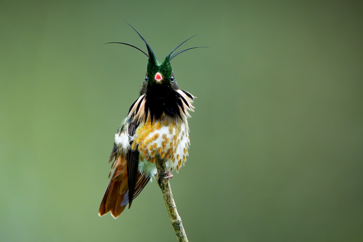 Black-crested Coquette - Tyler Wenzel