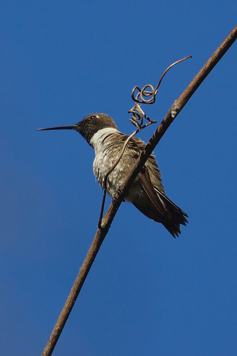Black-chinned Hummingbird - Rob O'Donnell