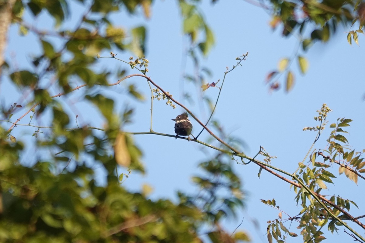 Black-and-buff Woodpecker - ML522974531