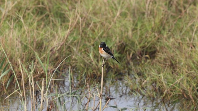 African Stonechat - ML522976191