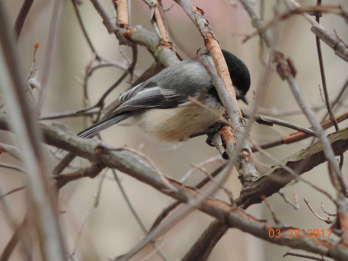 Black-capped Chickadee - Rich Brown