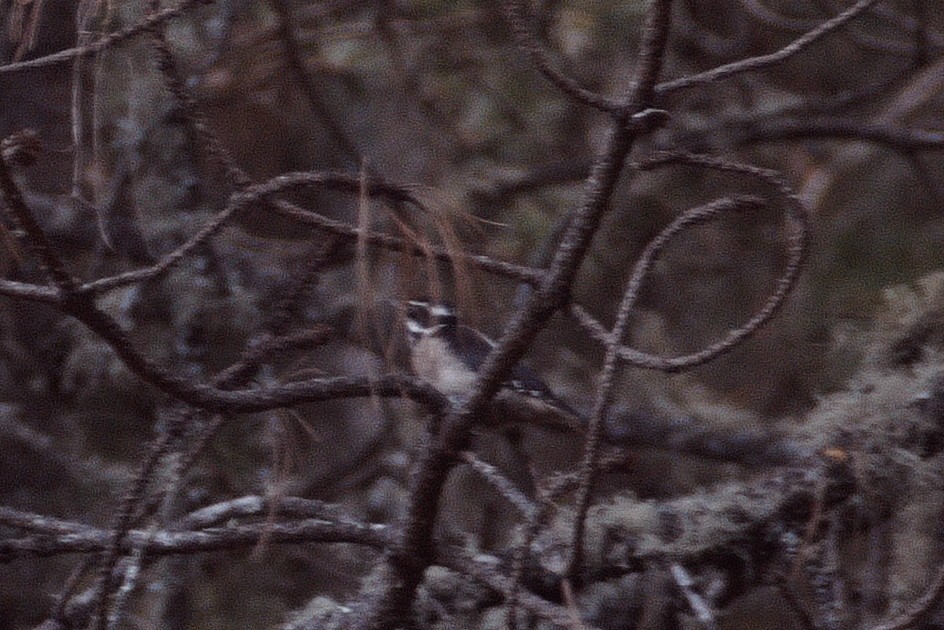 Hairy Woodpecker (South Mexican) - ML522982051