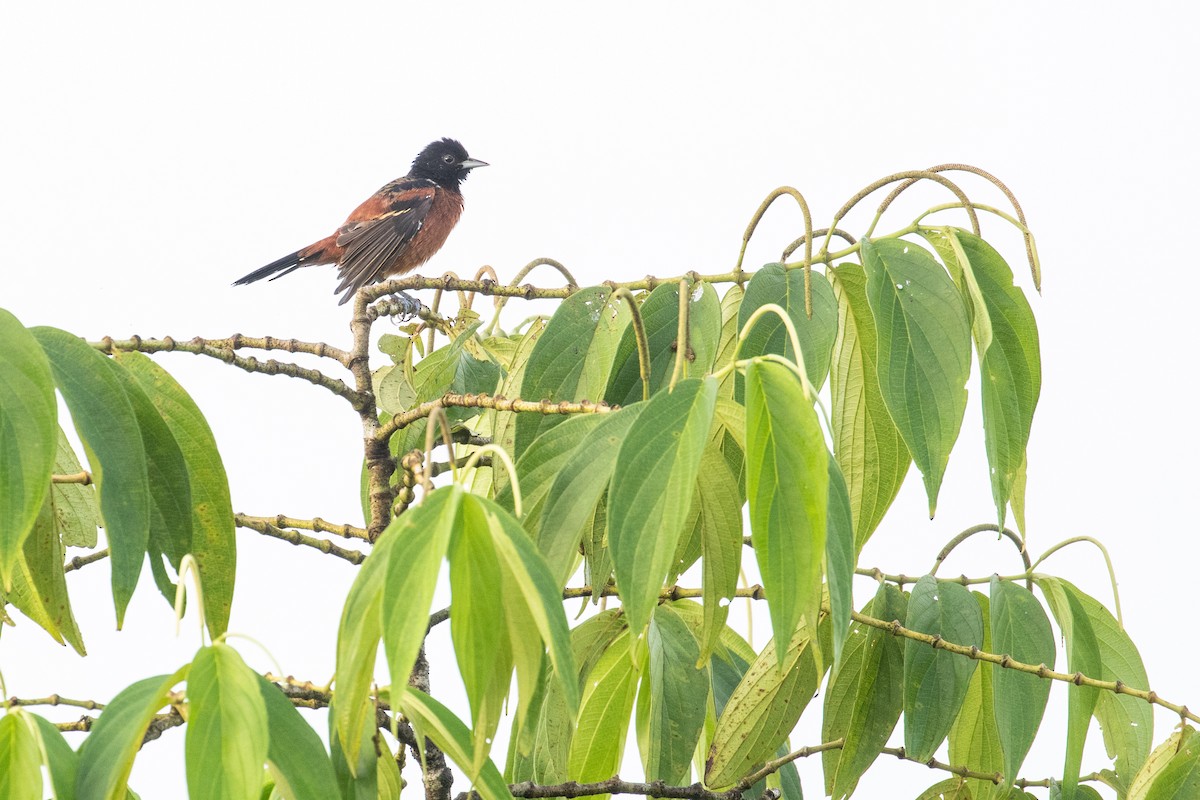 Orchard Oriole - ML522982421