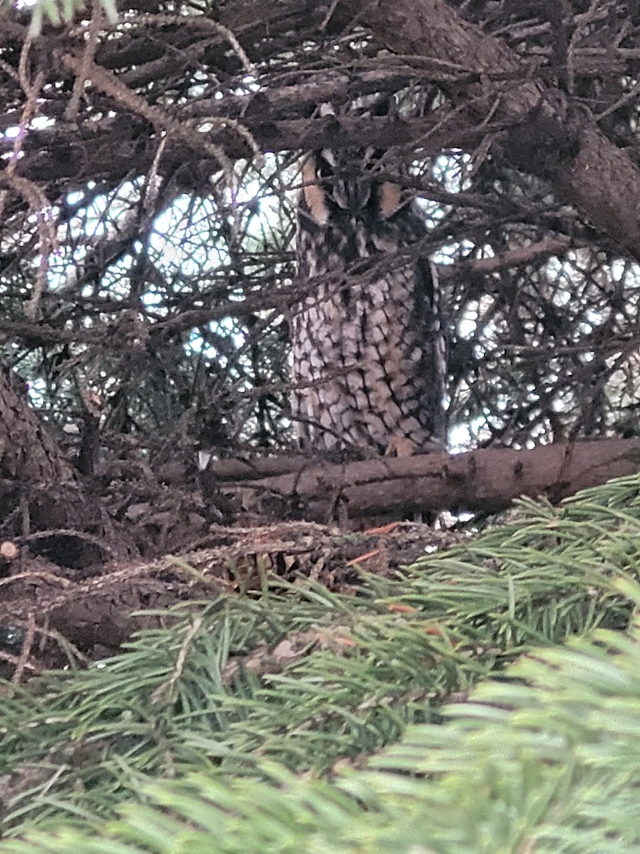 Long-eared Owl - ML522989581