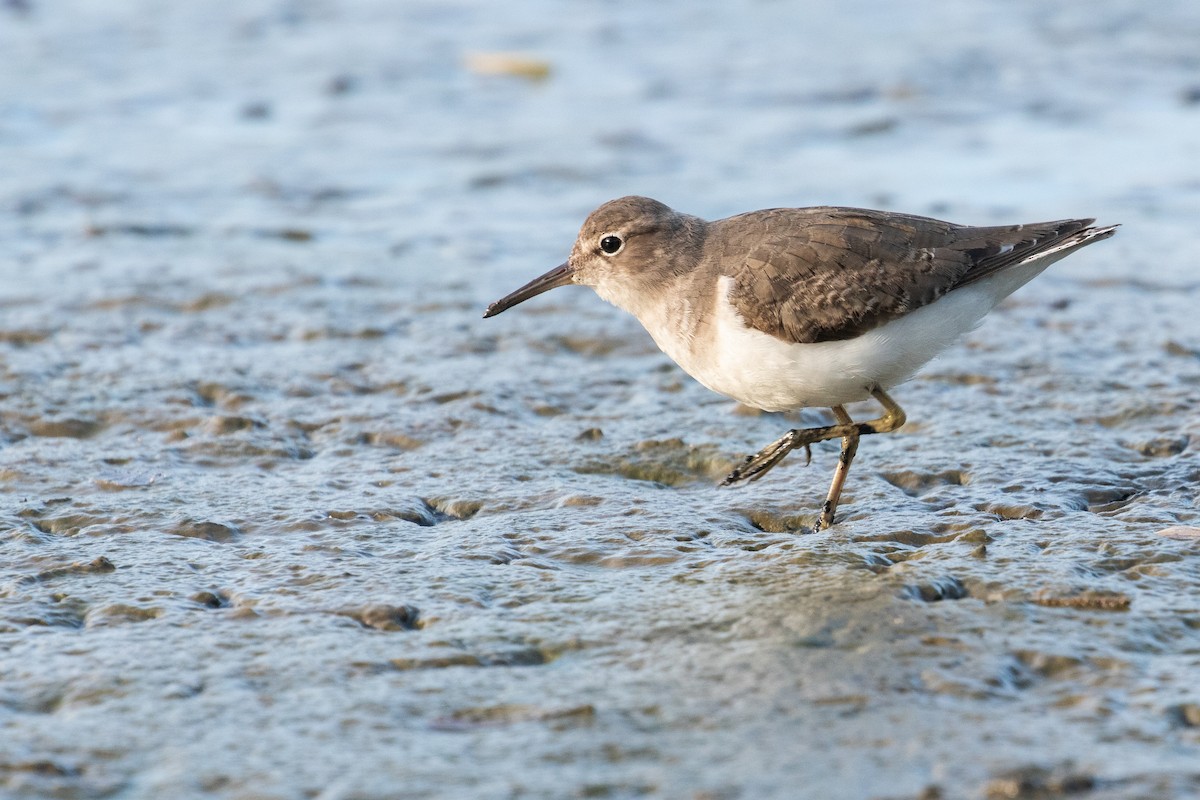 Spotted Sandpiper - Leo Damrow