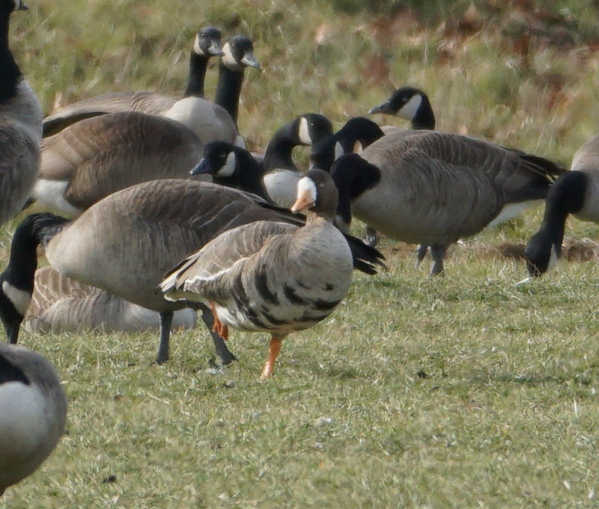 Greater White-fronted Goose - ML522990491