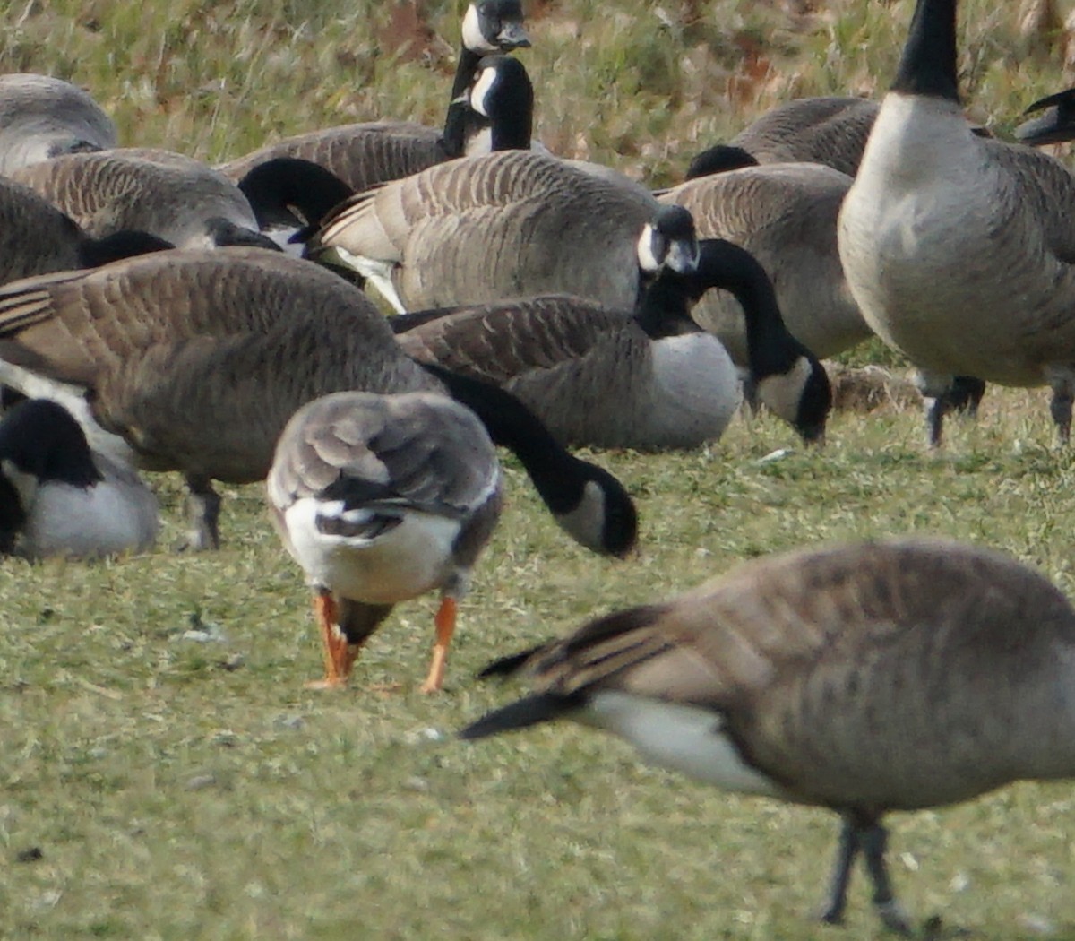 Greater White-fronted Goose - ML522990511
