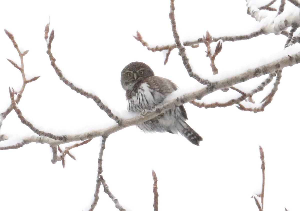 Northern Pygmy-Owl - Braden Collard